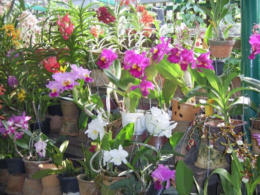 Orchideeen te koop