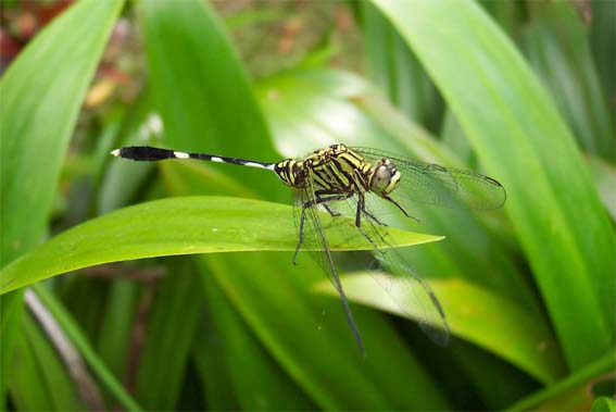 A dragonfly / een waterjuffer