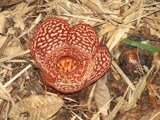 De rafflesia