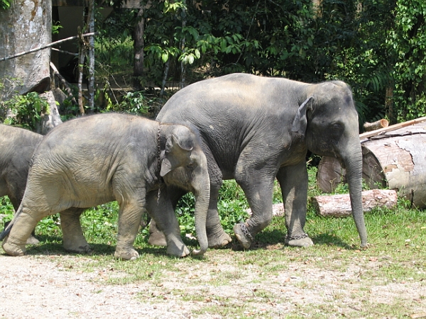 De olifanten in Kuala Gandah.
